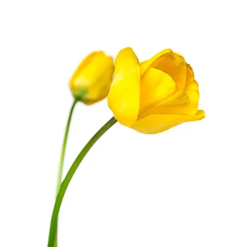 Fresh Tulip Flower